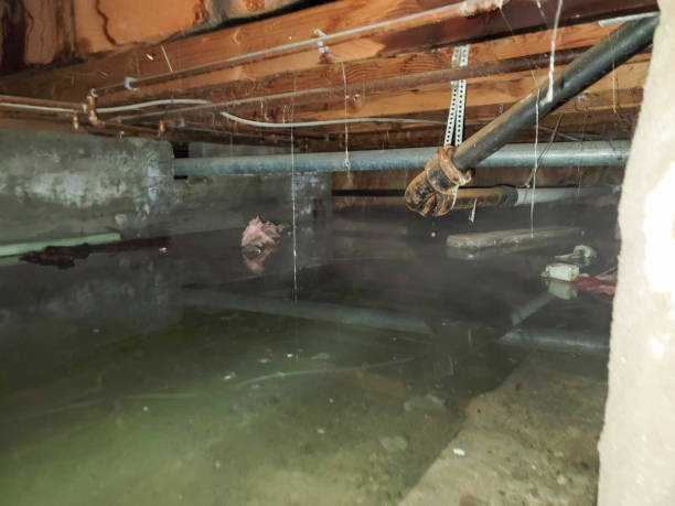 Best Local water damage restoration  in Koloa, HI
