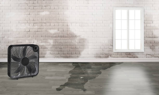 Best Water damage restoration services  in Koloa, HI